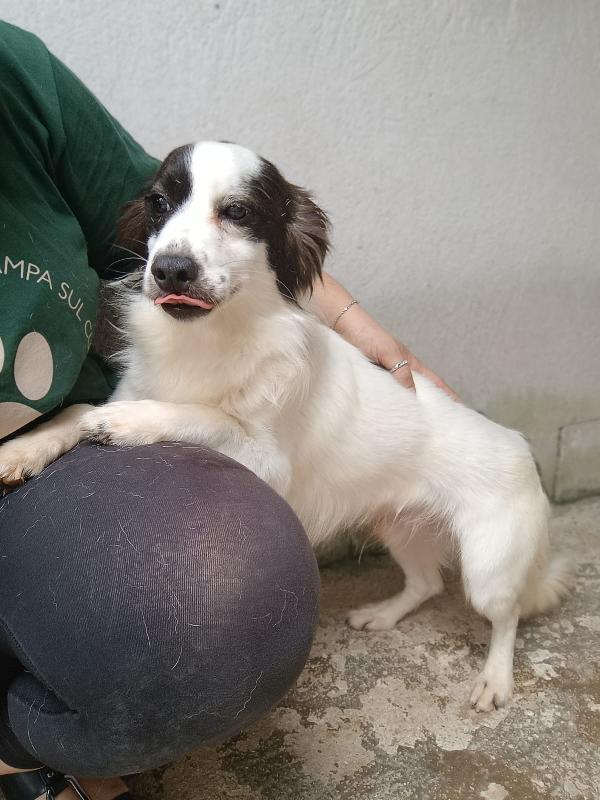 Robin - Cagnolino Di 3 Anni - Taglia Piccola